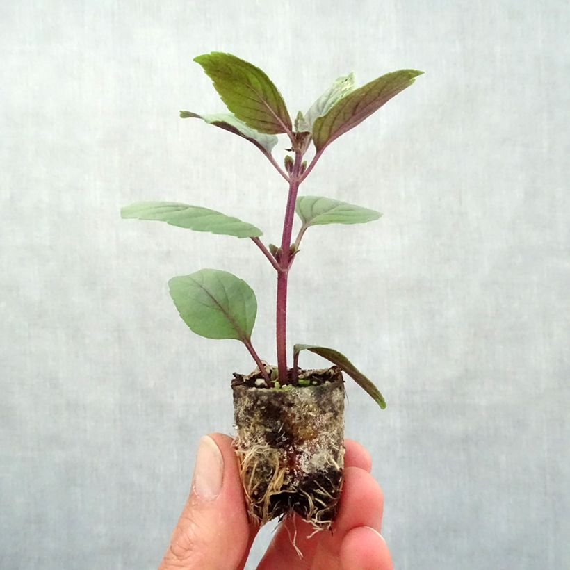 Basilico Magic Mountain Bio mini zolla... esemplare consegnato in primavera