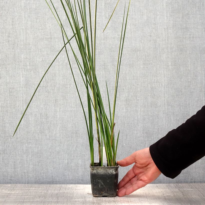 Baumea rubiginosa Vasetto da 8/9 cm esemplare consegnato in primavera