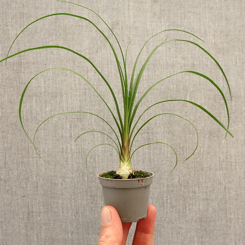 Beaucarnea recurvata - Pianta mangiafumo mini-pianta esemplare consegnato in primavera