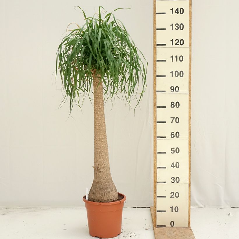 Esemplare di Beaucarnea recurvata - Pianta mangiafumo Vaso da 7,5L/10L consegnato in estate