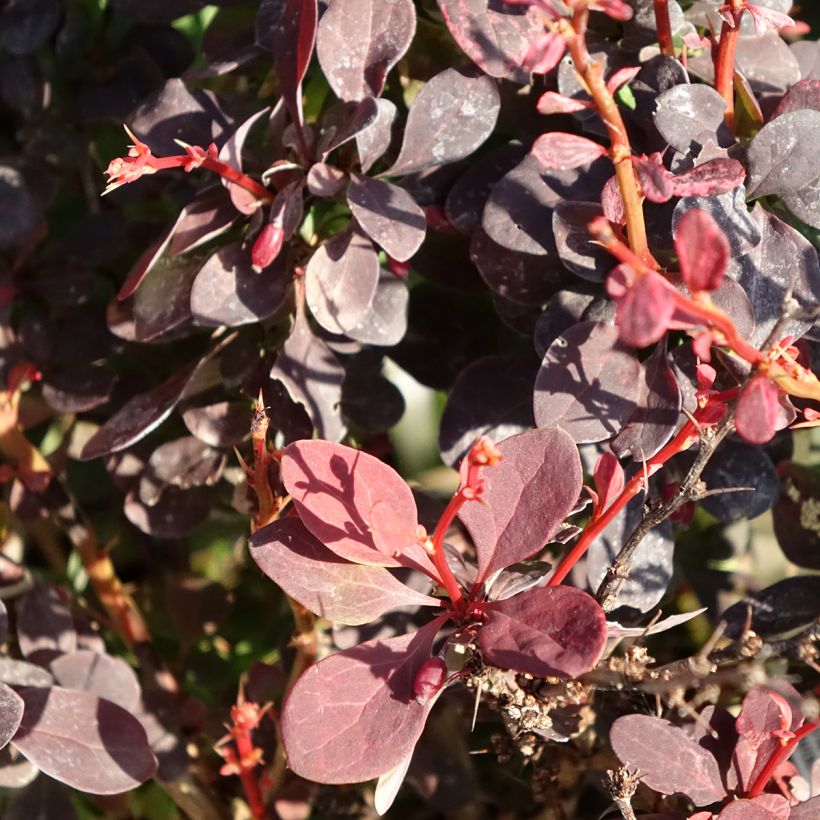 Berberis thunbergii Red Rocket - Crespino giapponese (Foliage)