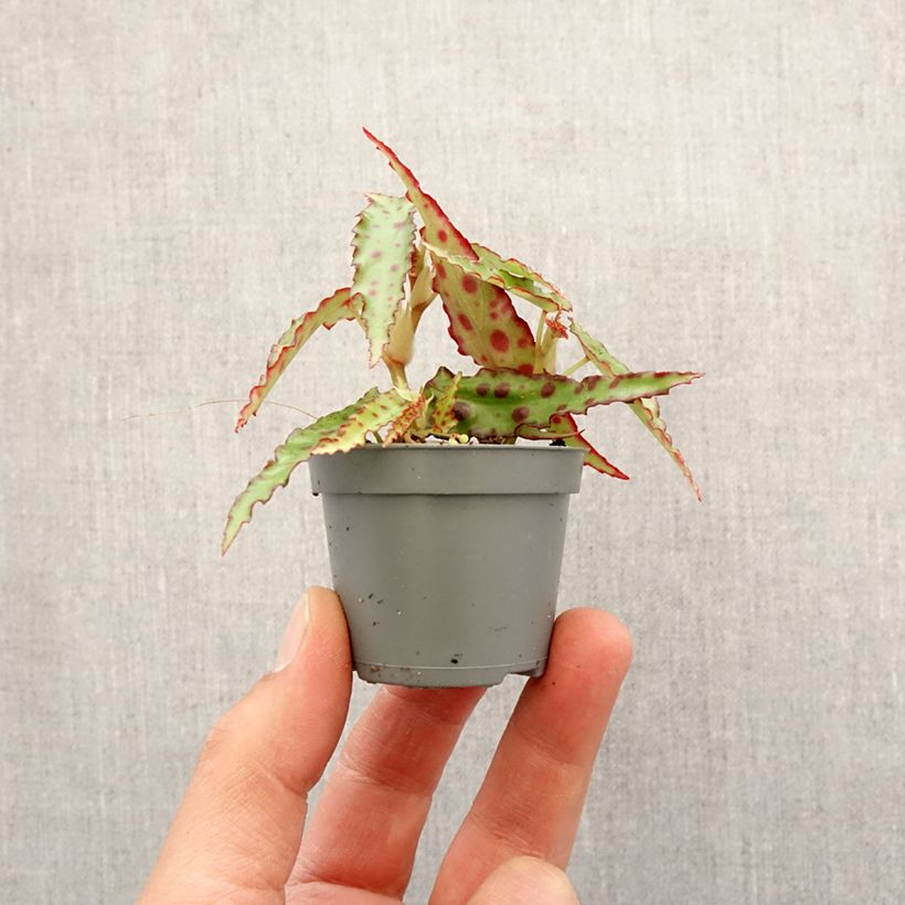 Begonia amphioxus mini-pianta esemplare consegnato in primavera