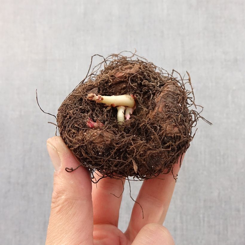 Begonia Tuberhybrida Bertini Bulbo taglia 6/7 esemplare consegnato in primavera