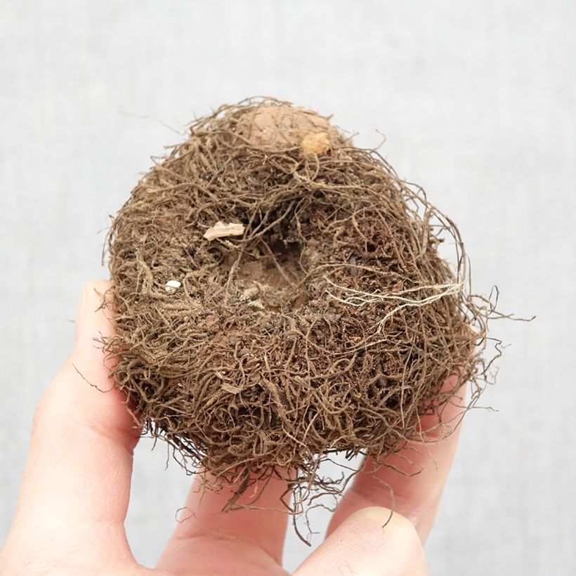 Begonia boliviensis San Francisco Bulbo taglia 24+ esemplare consegnato in primavera