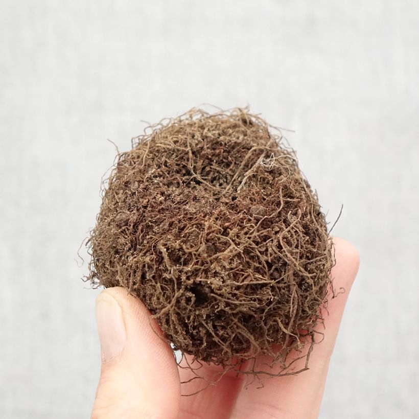 Example of Begonia boliviensis Santa Barbara Bulbo taglia 24+ as you get in printemps