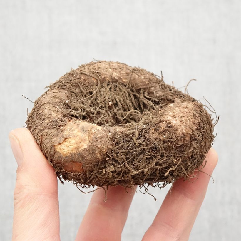 Example of Begonia boliviensis Santa Cruz Bulbo taglia 24+ as you get in printemps