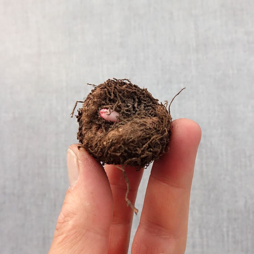 Begonia crispa Marginata White-Red Bulbo taglia 5+ esemplare consegnato in primavera