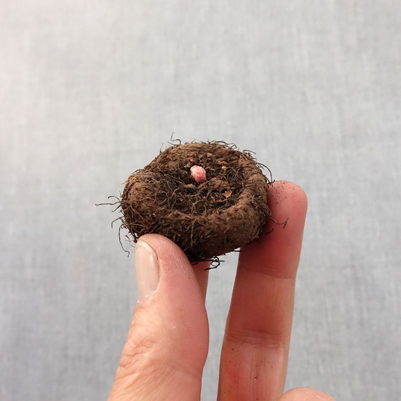 Begonia Yellow-Red Bulbo taglia 5+ esemplare consegnato in primavera