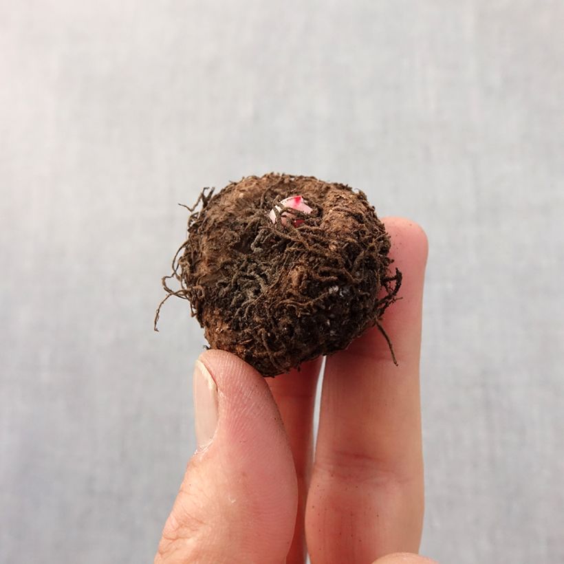 Begonia erecta Bouton de Rose Bulbo taglia 5+ esemplare consegnato in primavera