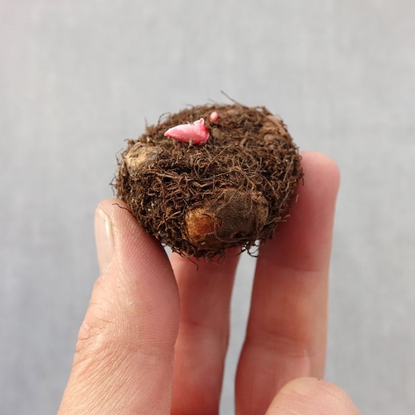 Begonia multiflora Pastel Mix Bulbo taglia 4+ esemplare consegnato in primavera