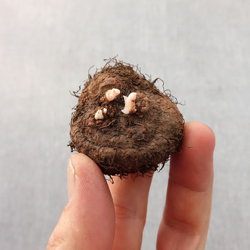 Begonia multiflora Fimbriata White Bulbo taglia 6+ esemplare consegnato in primavera