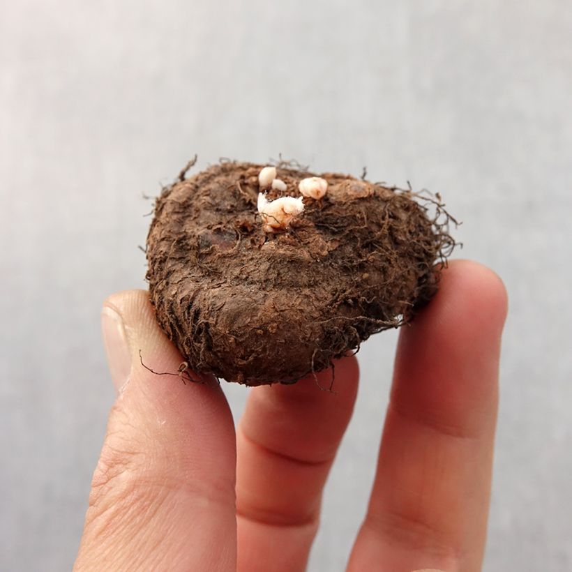 Begonia multiflora Fimbriata Jaune Bulbo taglia 6+ esemplare consegnato in primavera