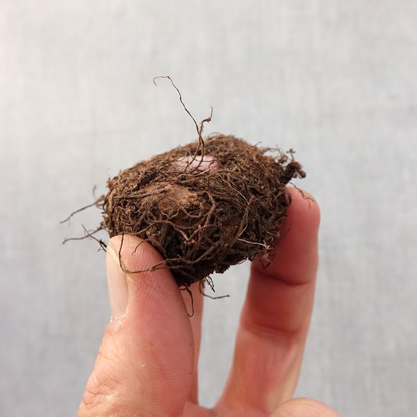 Begonia Fimbriata Pink Bulbo taglia 6+ esemplare consegnato in primavera