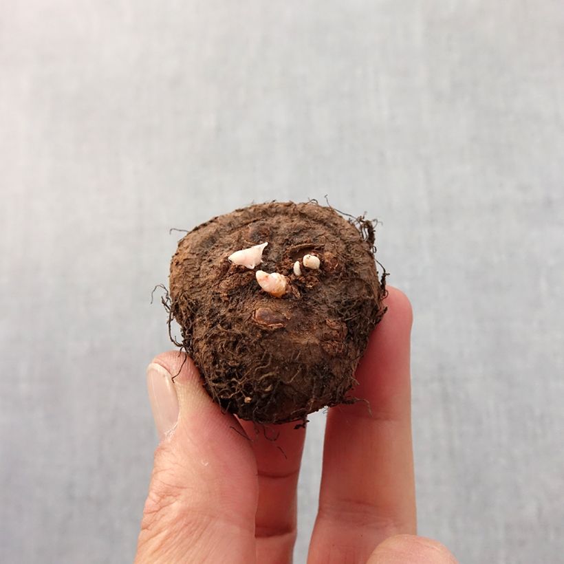 Example of Begonia Fimbriata Red Bulbo taglia 6+ as you get in printemps