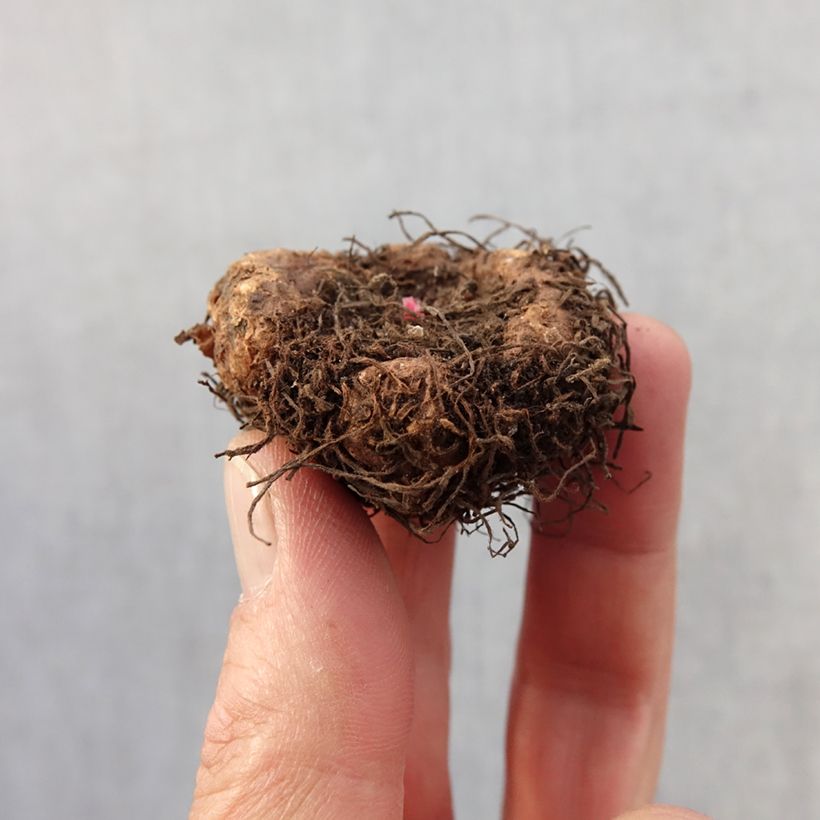 Begonia Fimbriata Samba Mix Bulbo taglia 4+ esemplare consegnato in primavera