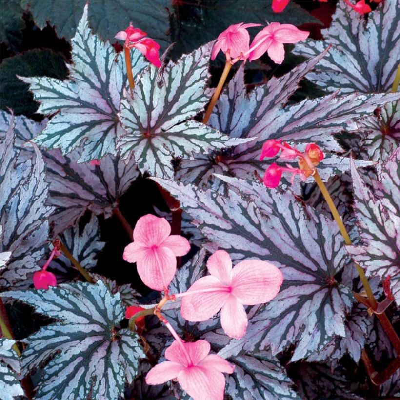 Begonia Garden Angel Blush (Fioritura)