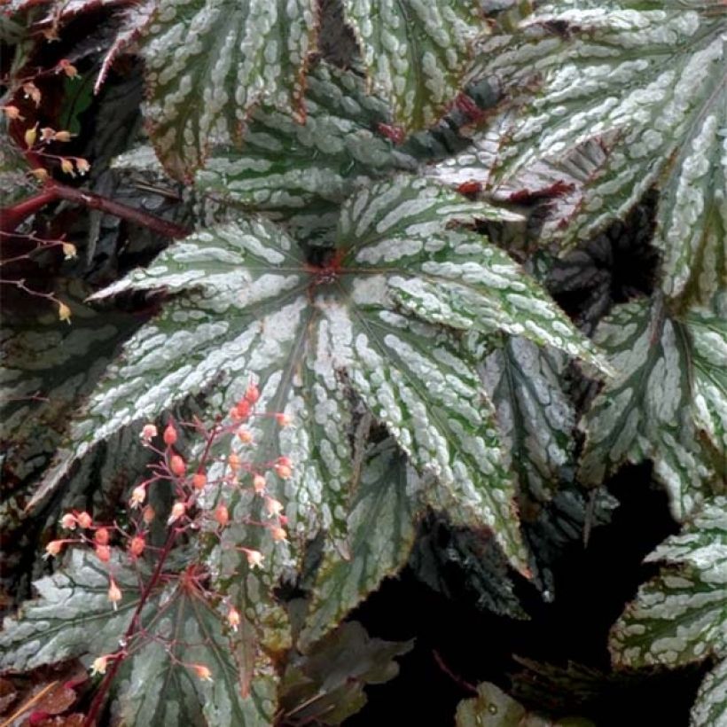 Begonia Garden Angel Silver (Fogliame)