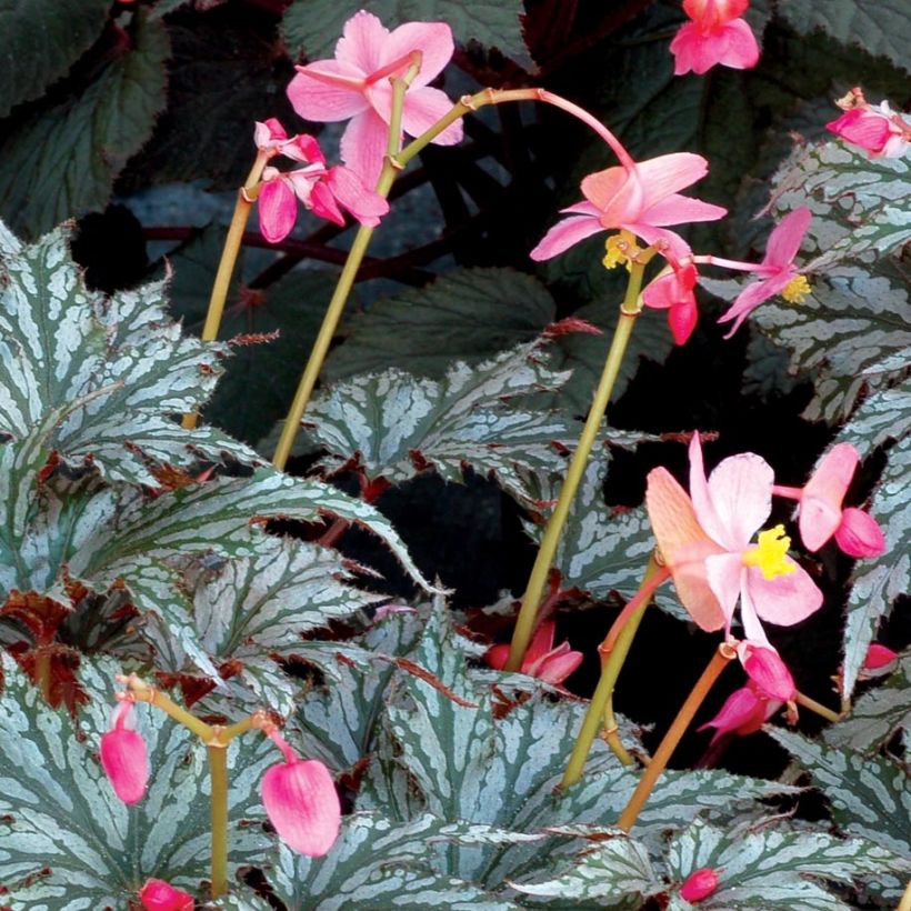 Begonia Garden Angel Silver (Fioritura)