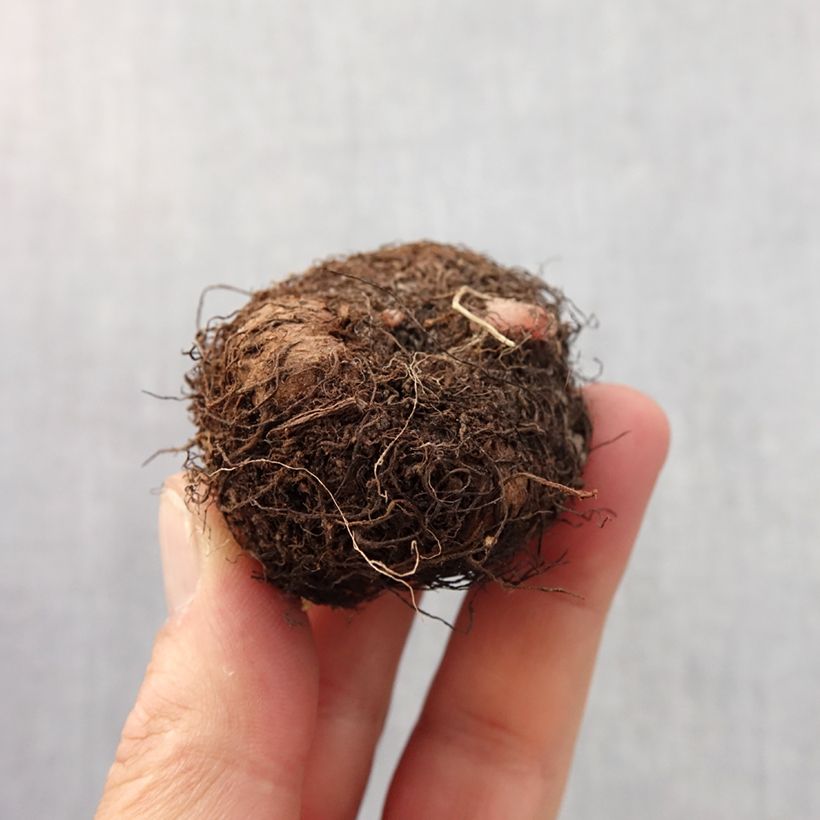 Begonia grandiflora Blanc Bulbo taglia 6+ esemplare consegnato in primavera