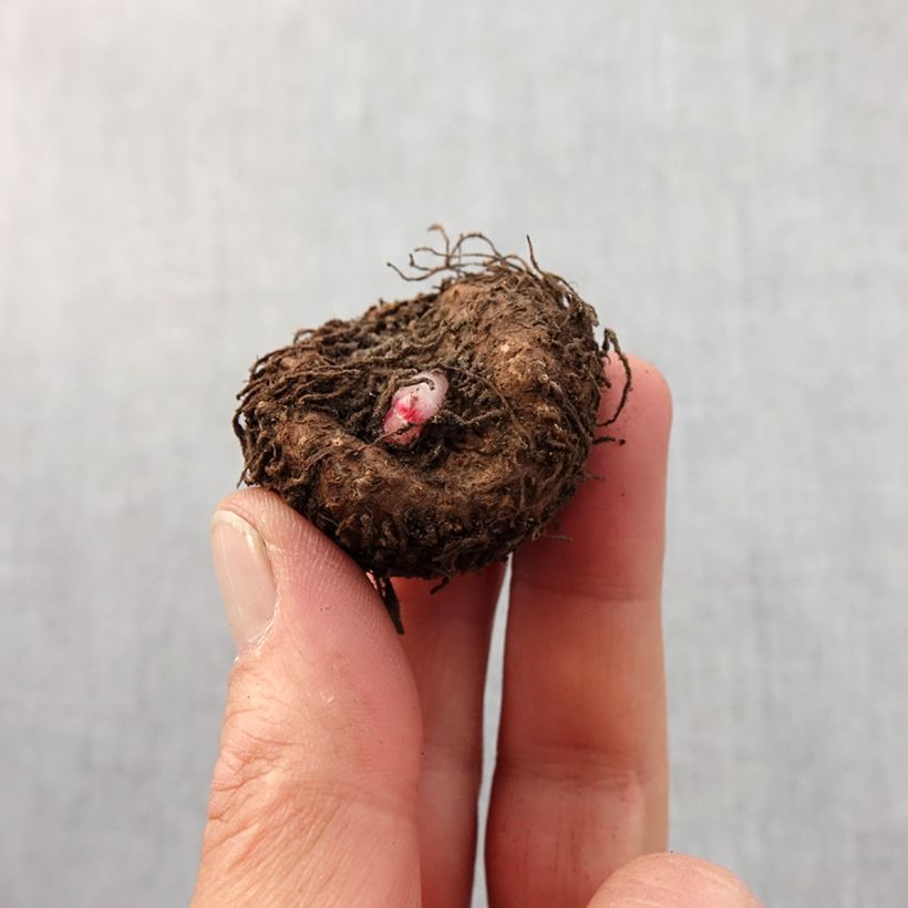 Begonia grandiflora Picotee White Red Bulbo size 5+ esemplare consegnato in primavera