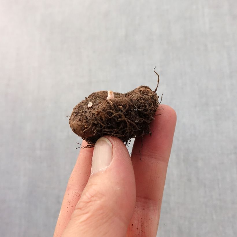 Example of Begonia grandiflora Picotee jaune rouge Bulbo taglia 4+ as you get in printemps