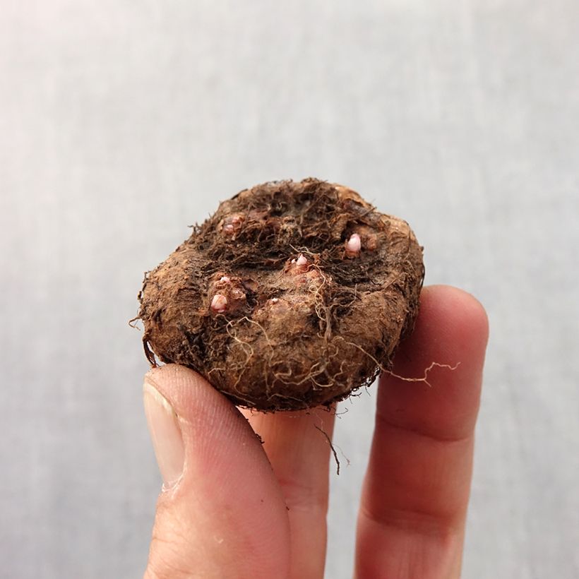 Begonia grandiflora Rose Bulbo taglia 6+ esemplare consegnato in primavera