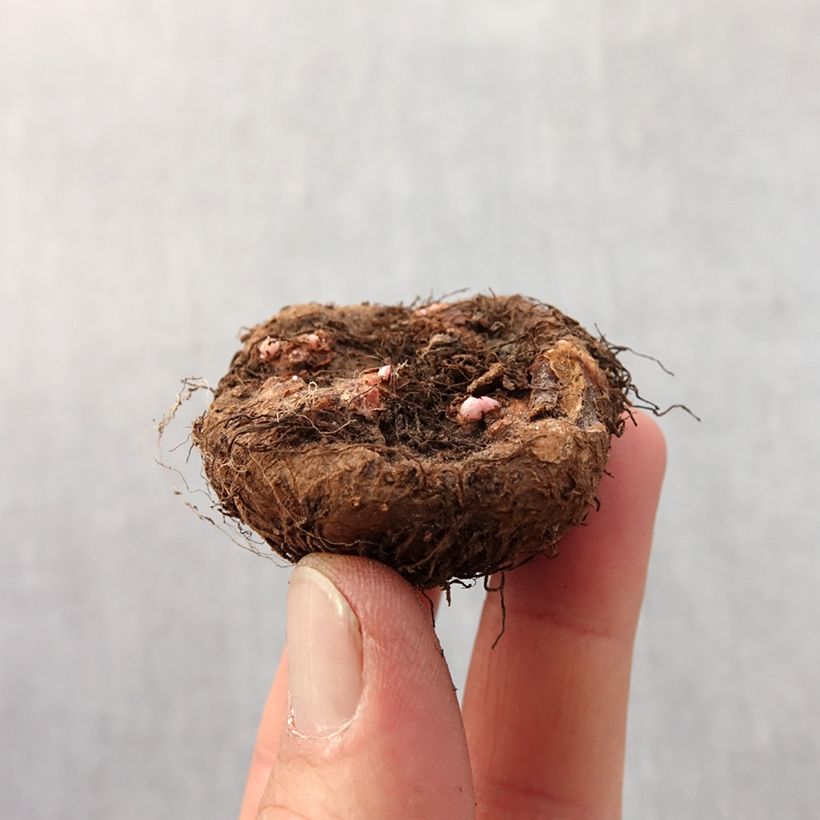 Example of Begonia grandiflora Red Bulbo taglia 4+ as you get in printemps