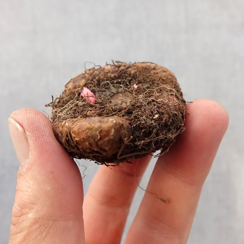 Begonia grandiflora Saumon Bulbo taglia 7+ esemplare consegnato in primavera