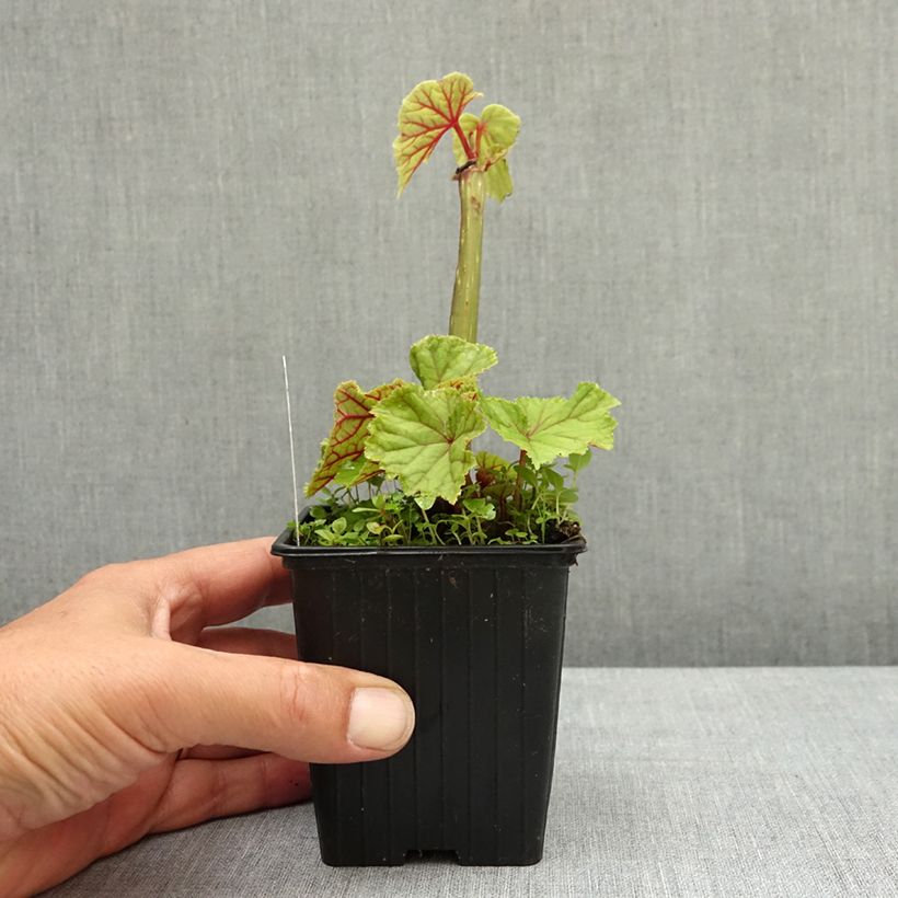 Begonia grandis subsp. evansiana var. alba Vasetto da 8/9 cm esemplare consegnato in primavera