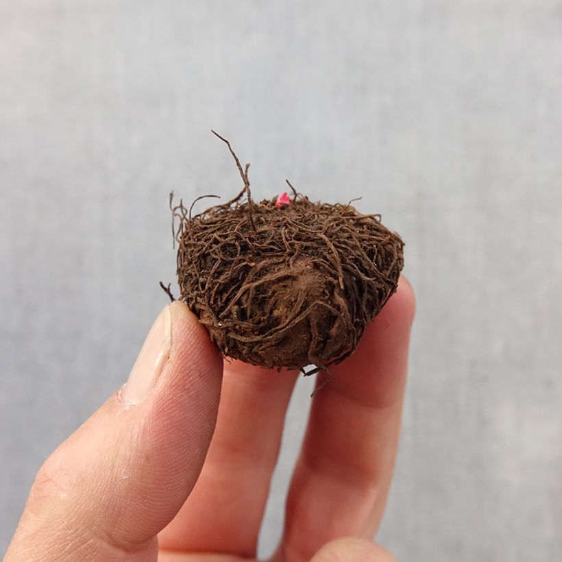 Begonia multiflora Bijou de Gand Bulbo taglia 2,5/5 esemplare consegnato in primavera