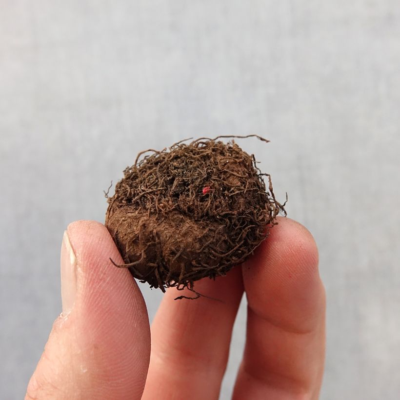 Begonia multiflora Flamboyant Bulbo taglia 2,5/5 esemplare consegnato in primavera