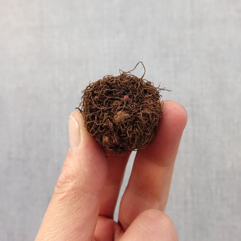 Begonia multiflora Helene Harms Bulbo taglia 2,5/5 esemplare consegnato in primavera