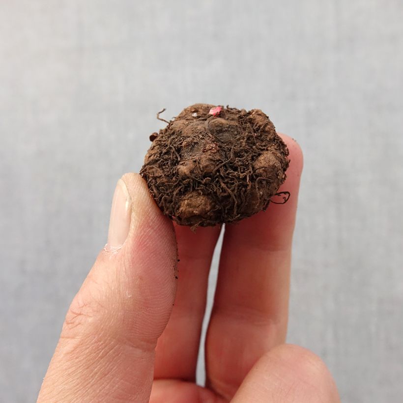 Begonia multiflora Richard Galle Bulbo taglia 2,5/5 esemplare consegnato in primavera