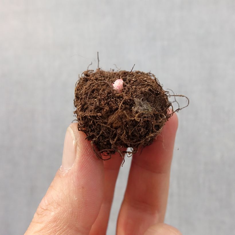 Begonia multiflora Non Stop Mix Bulbo taglia 4+ esemplare consegnato in primavera