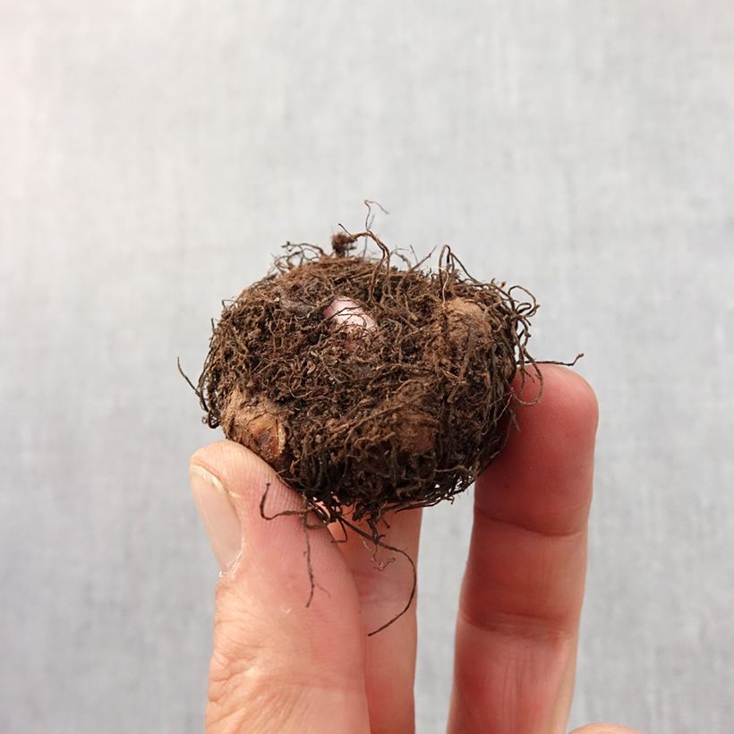 Begonia pendula White Bulbo taglia 6+ esemplare consegnato in primavera