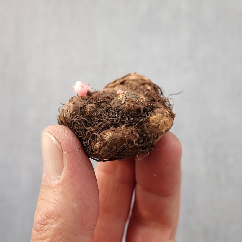 Example of Begonia pendula Tuberhybrida Golden Balcony Bulbo taglia 4+ as you get in printemps