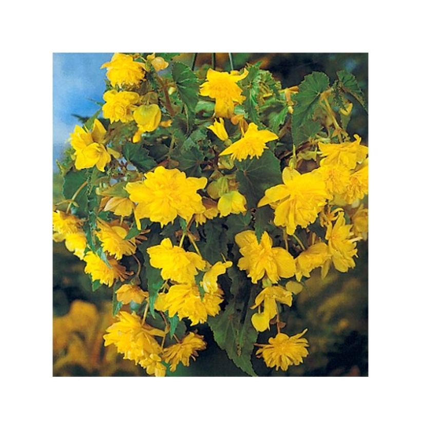 Begonia pendula Yellow (Flowering)