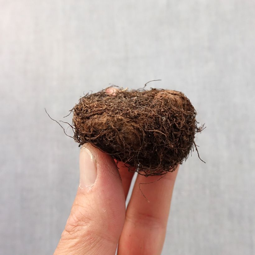 Begonia pendula Orange Bulbo taglia 6+ esemplare consegnato in primavera