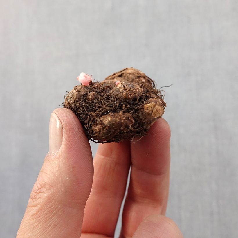 Begonia pendula Tuberhybrida Pink Balcony Bulbo taglia 5+ esemplare consegnato in primavera