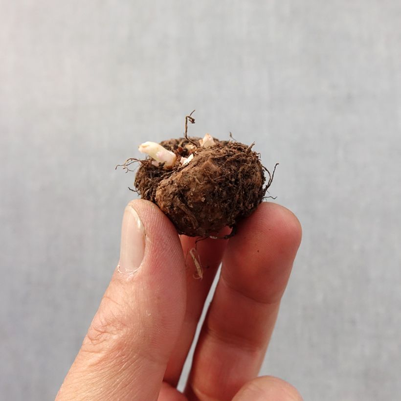 Begonia tuberhybrida picotée Mix Bulbo taglia 4+ esemplare consegnato in primavera