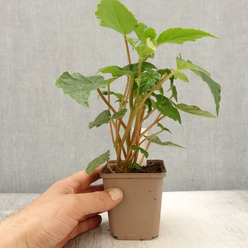 Begonia Begonia Chardonnay Vasetto da 8/9 cm esemplare consegnato in primavera