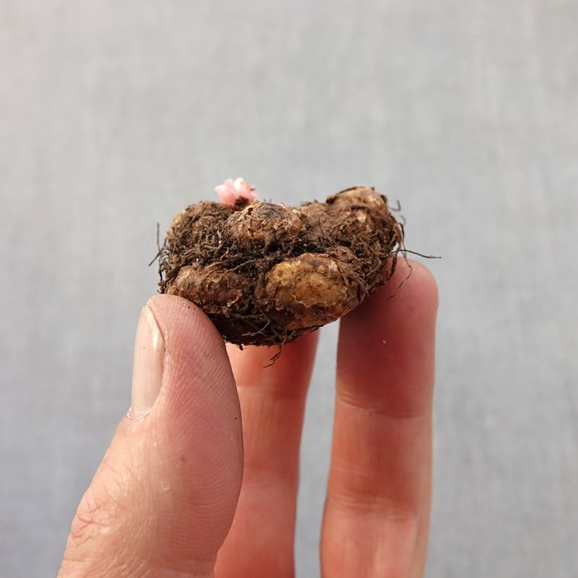 Begonia odorata Mix Bulbo taglia 4+ esemplare consegnato in primavera