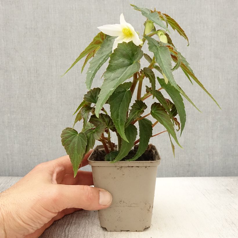 Begonia boliviensis Summerwings Apricot Improved Vasetto da 8/9 cm esemplare consegnato in primavera