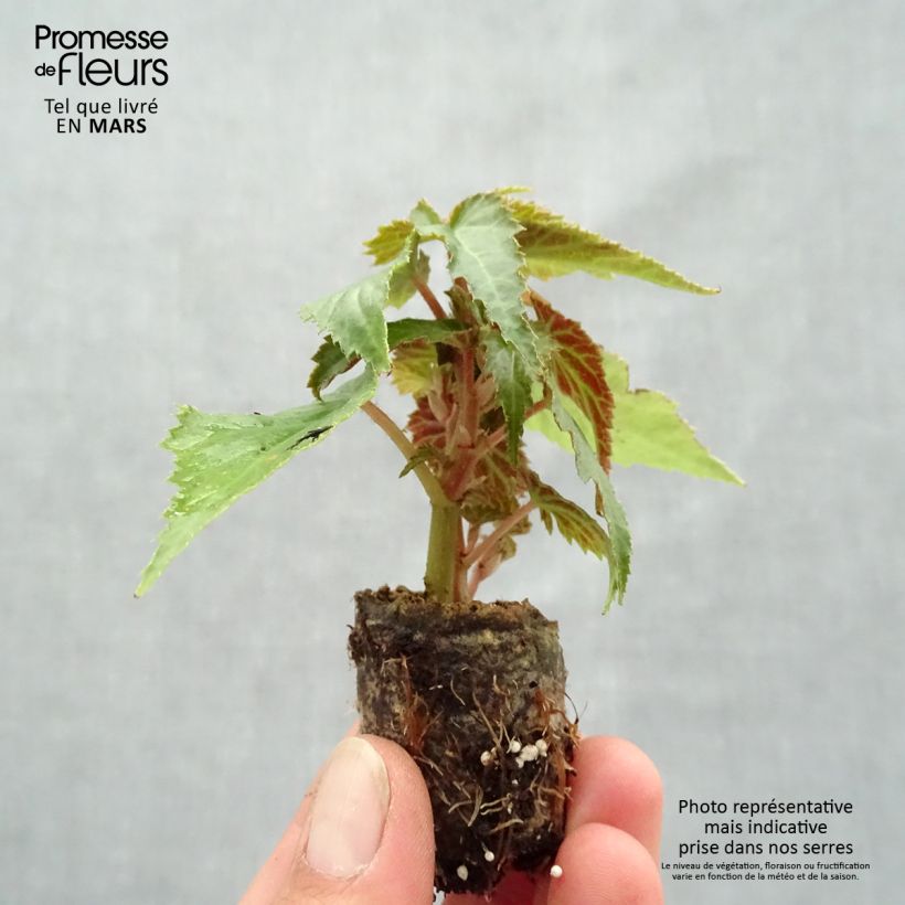 Begonia boliviensis Summerwings Rose mini zolla... esemplare consegnato in primavera