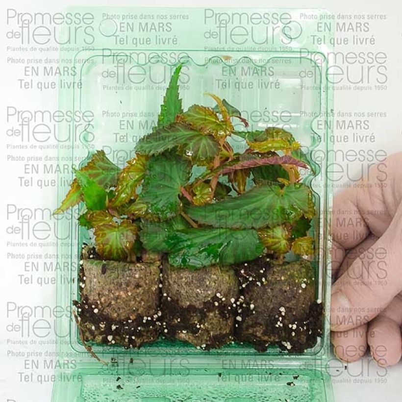 Esempio di esemplare Begonia Summerwings White mini zolla... come consegnato