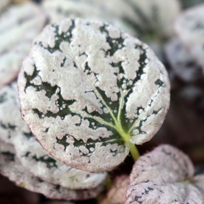 Begonia Rex Chayo (Fogliame)