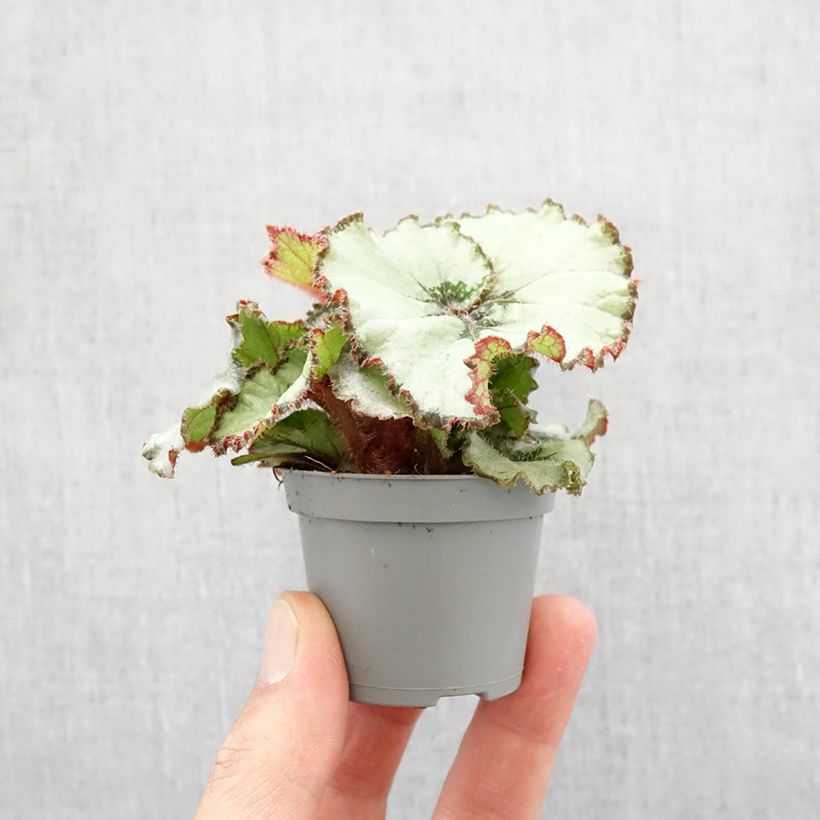 Begonia Rex Escargot mini-pianta esemplare consegnato in primavera