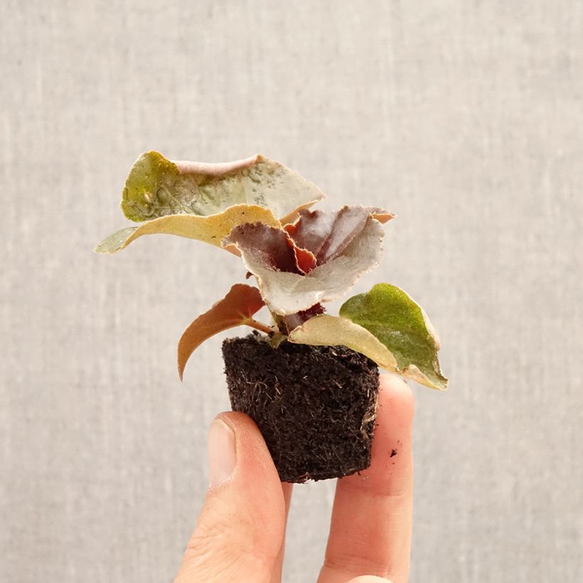Begonia Stonehedge Light Pink Bronze Leaf mini zolla... esemplare consegnato in primavera