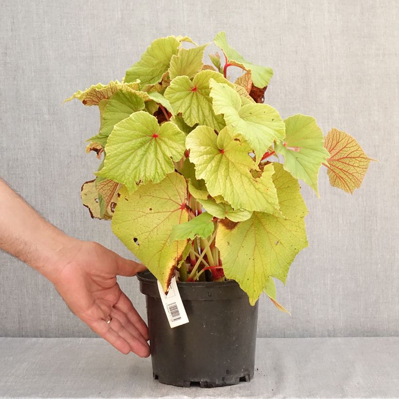 Esemplare di Begonia Torsa Vaso da 3L/4L consegnato in estate