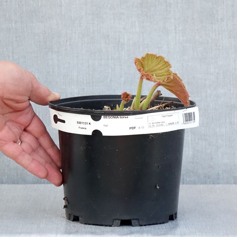 Begonia Torsa Vaso da 3L/4L esemplare consegnato in primavera